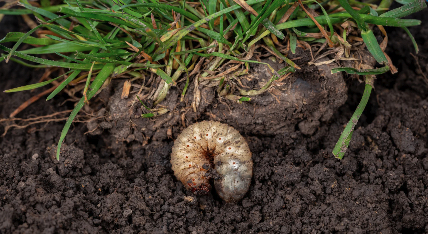 Lawn pest and grub management service